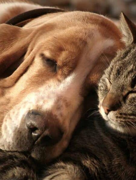 attachement humain chats chiens inegal