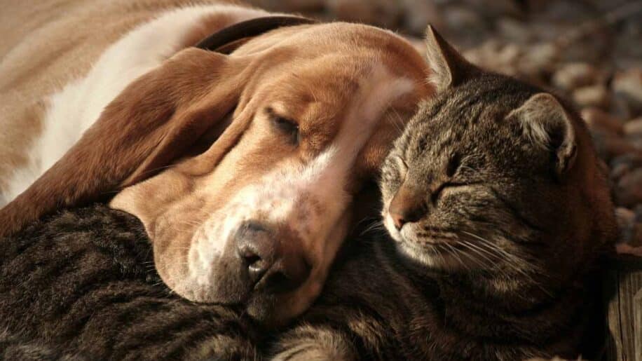 attachement humain chats chiens inegal