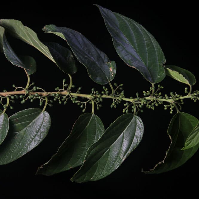 cannabidiol plante differente