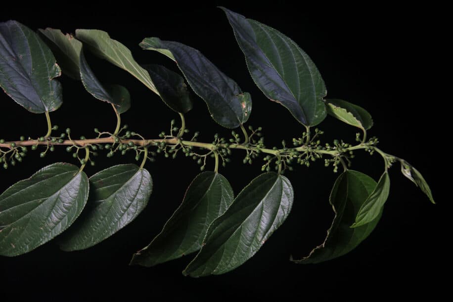 cannabidiol plante differente