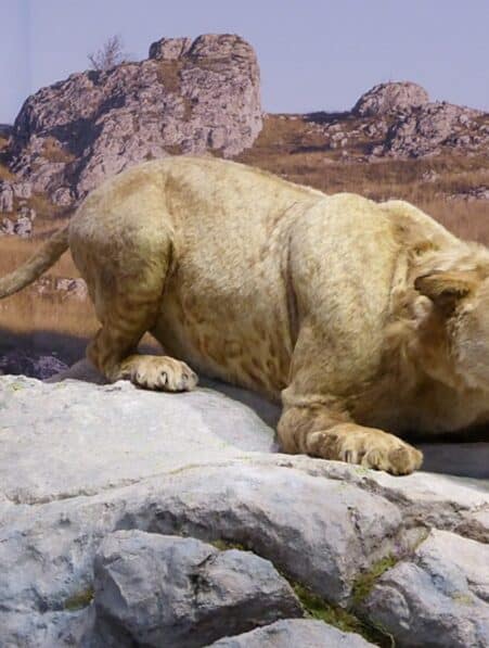 neandertaliens chasse felins lions peau