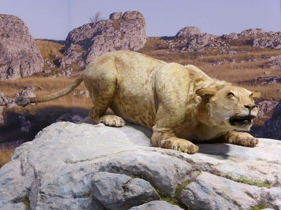 neandertaliens chasse felins lions peau