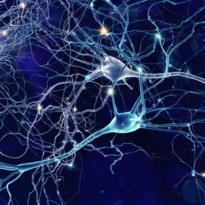 regeneration fibres nerveuses nanomateriaux magnetoelectrique couv