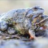 strategies evitement accouplement grenouille femelle simuler mort couv