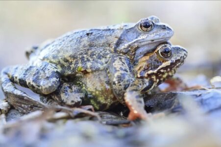 strategies evitement accouplement grenouille femelle simuler mort couv