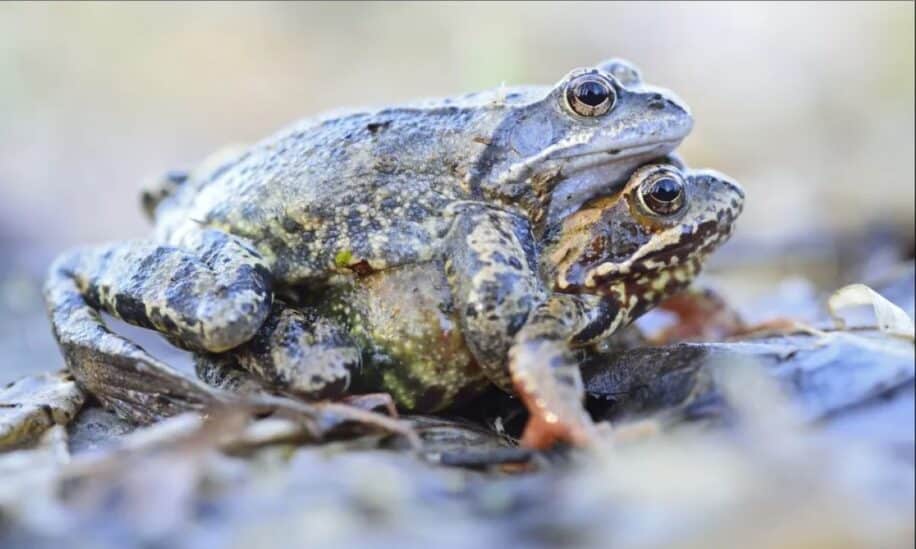 strategies evitement accouplement grenouille femelle simuler mort couv