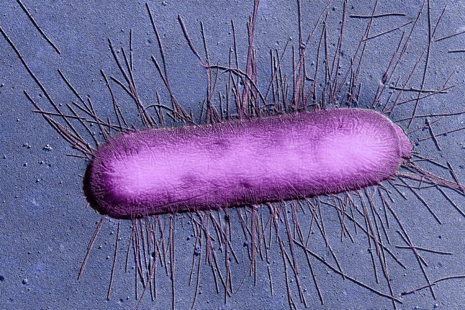bacterie souvenirs generations