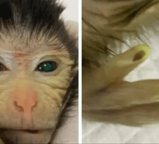 chercheurs ont concu singe chimerique yeux verts couv