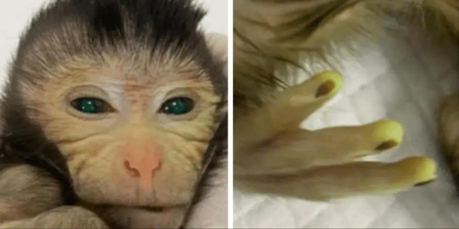 chercheurs ont concu singe chimerique yeux verts couv
