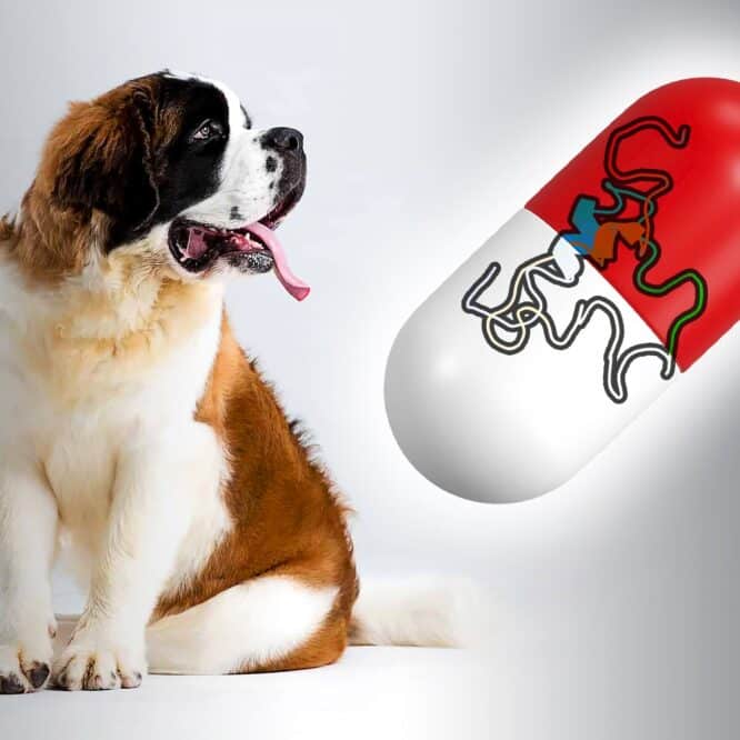 chien grande taille medicament longevite couv