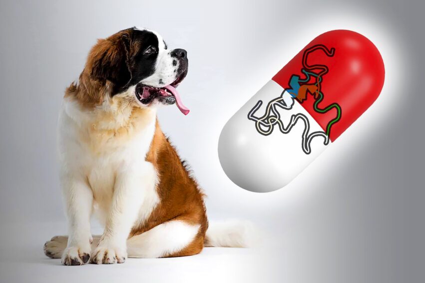 chien grande taille medicament longevite couv