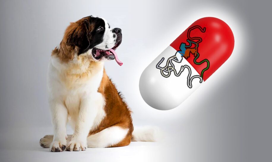 chien grande taille medicament longevite couv