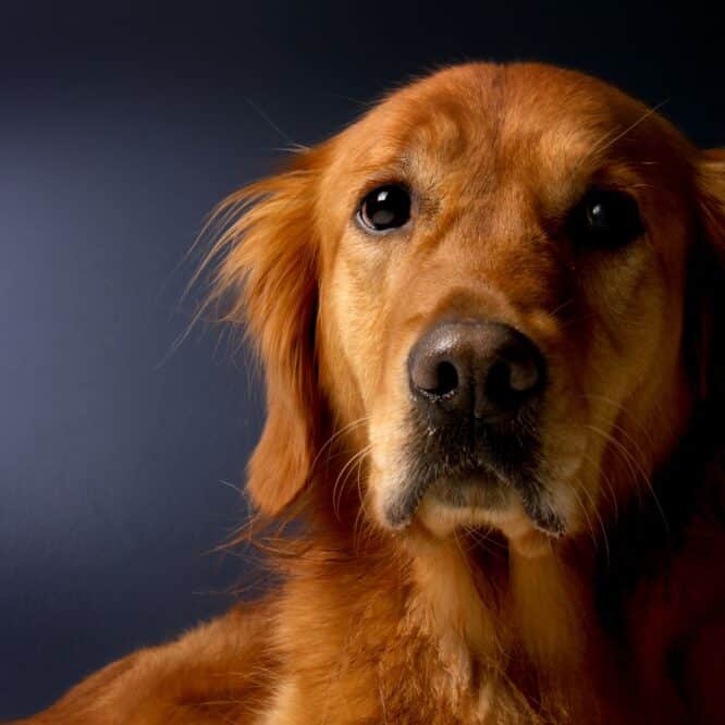 chiens intelligents objets