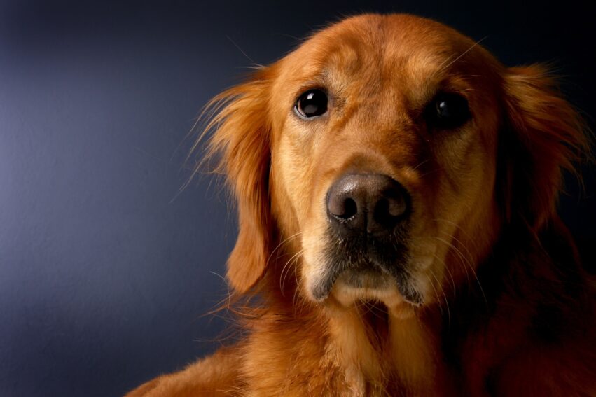 chiens intelligents objets