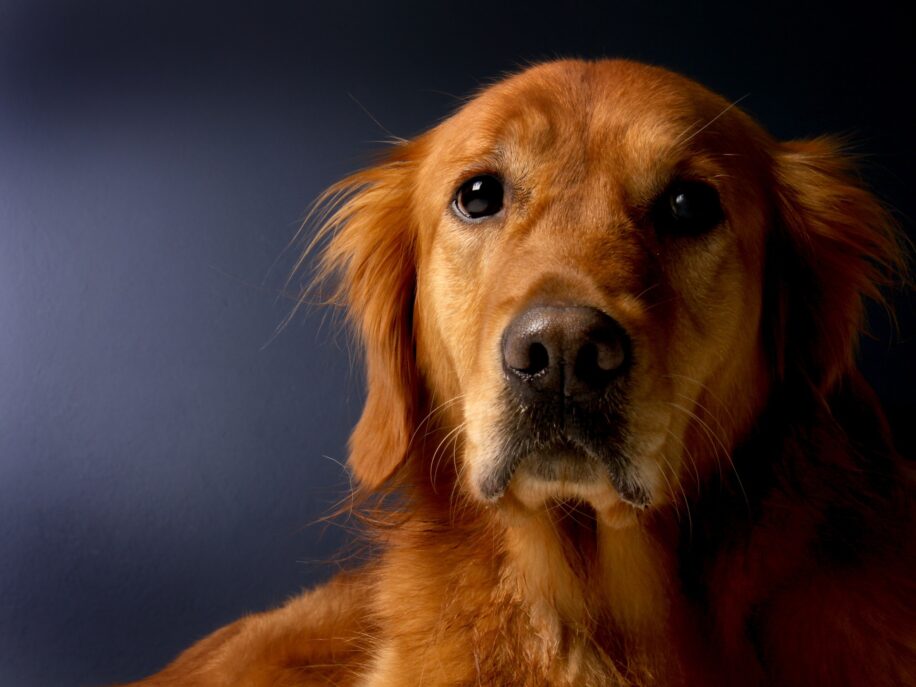 chiens intelligents objets