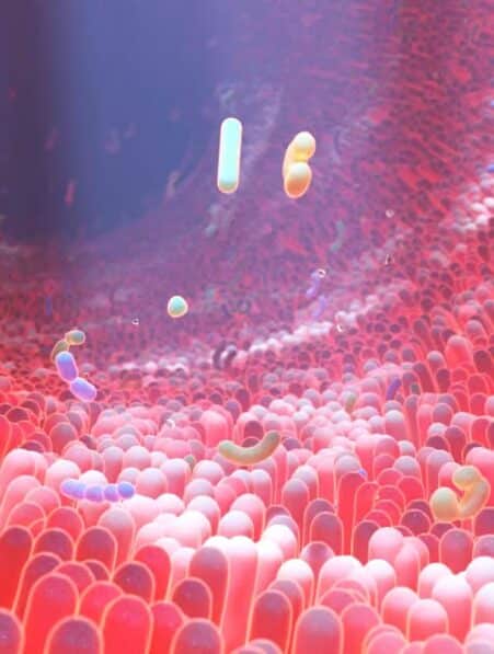 microbiote trouble anxiete sociale