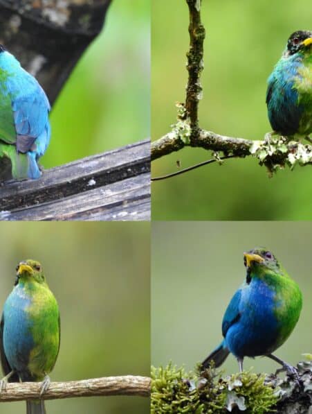 oiseau male femelle