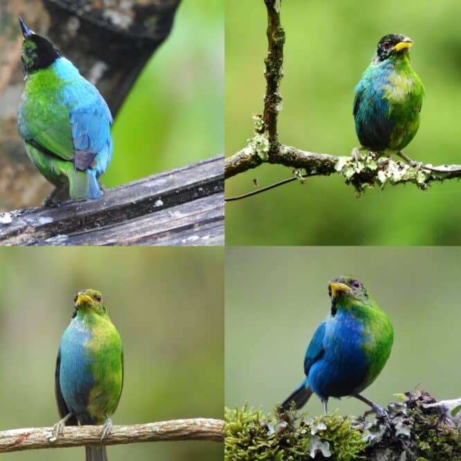 oiseau male femelle