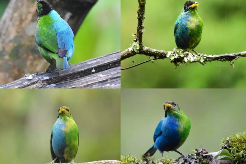 oiseau male femelle