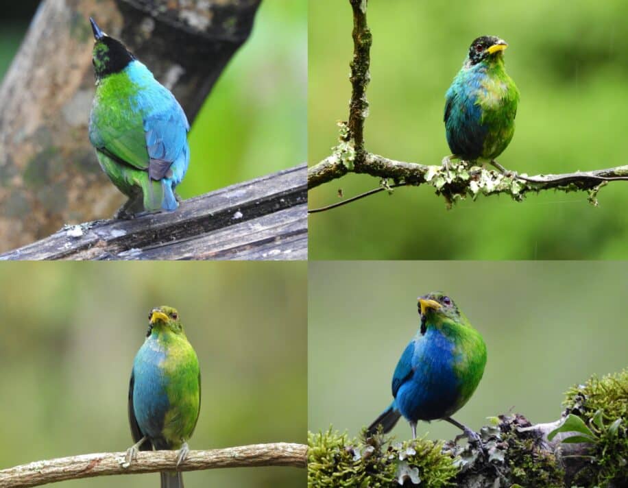 oiseau male femelle
