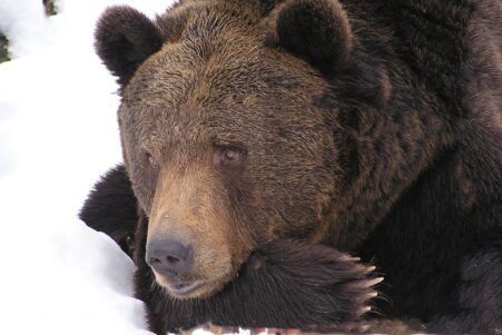 ours endormis hiberner