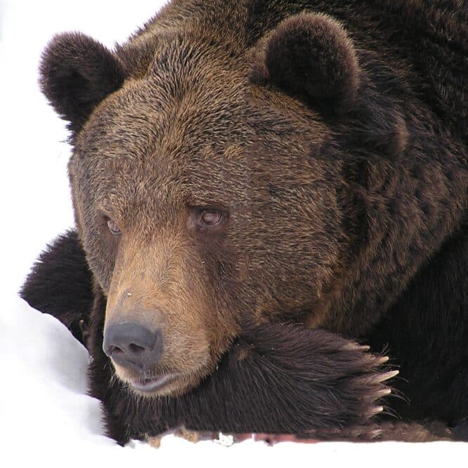 ours endormis hiberner