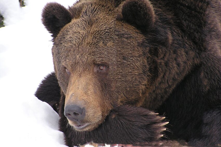ours endormis hiberner