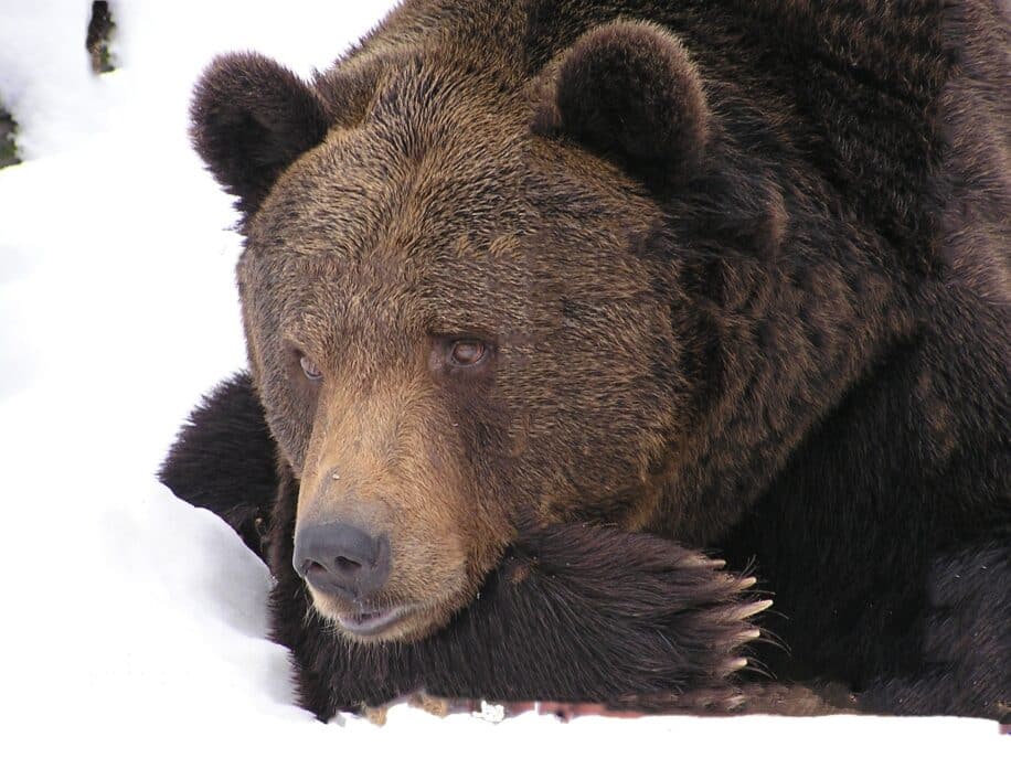 ours endormis hiberner