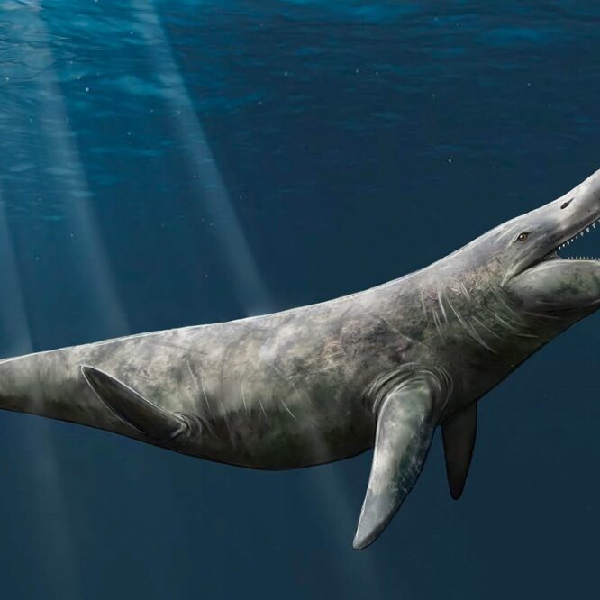 pliosaure crane fossile
