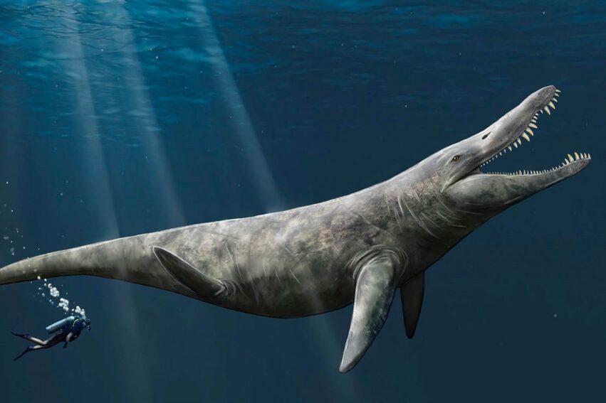 pliosaure crane fossile