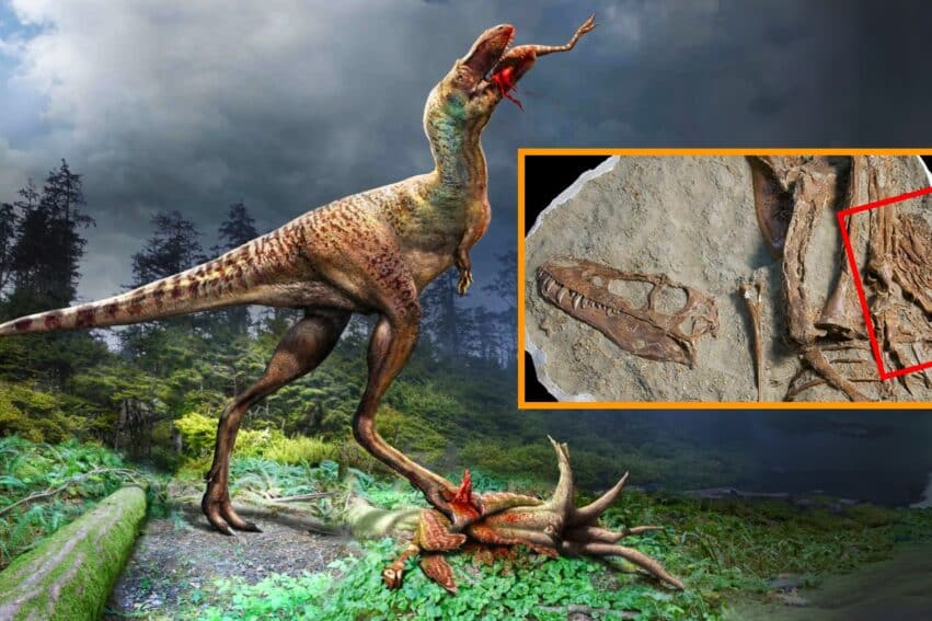 premiere decouverte dernier repas fossilise jeune tyrannosaure couv