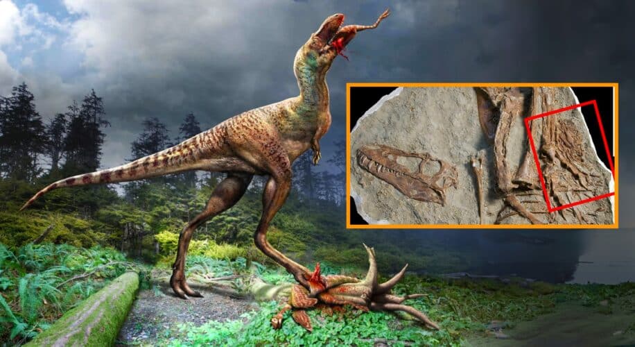 premiere decouverte dernier repas fossilise jeune tyrannosaure couv