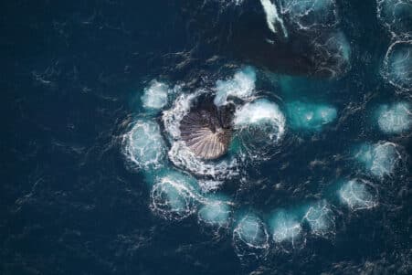 baleines bulles fibonacci