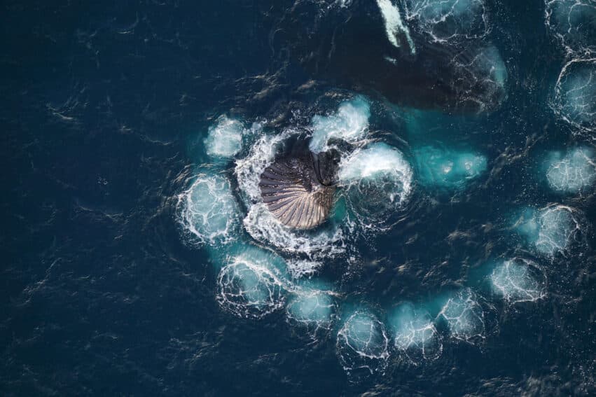 baleines bulles fibonacci