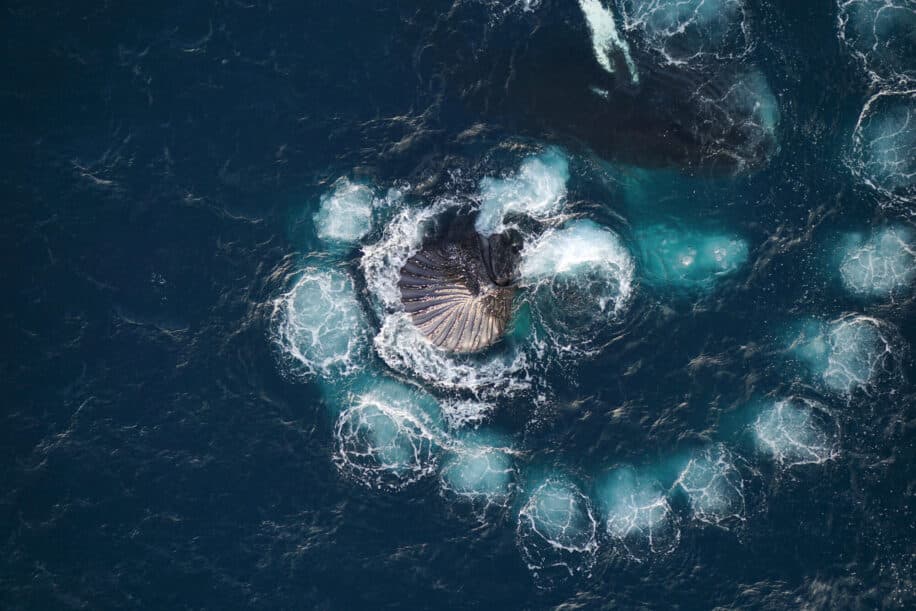 baleines bulles fibonacci