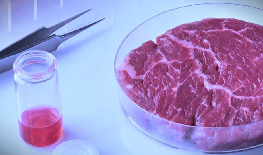 cellules bovines genetiquement modifiees reduire cout viande artificielle couv 2