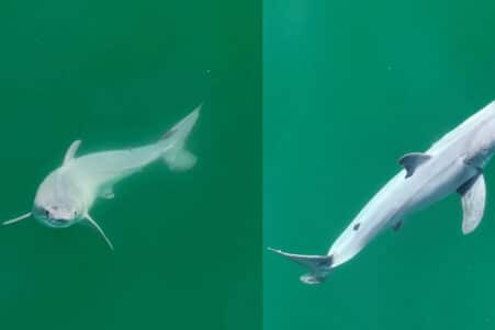 grand requin blanc nouveau ne