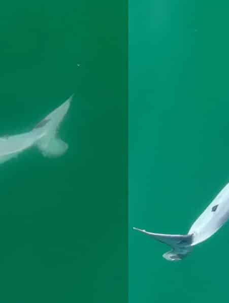 grand requin blanc nouveau ne