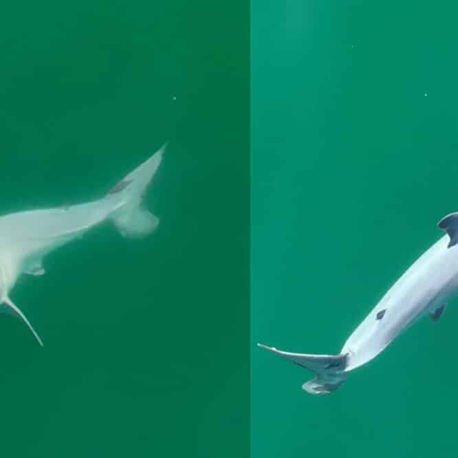 grand requin blanc nouveau ne