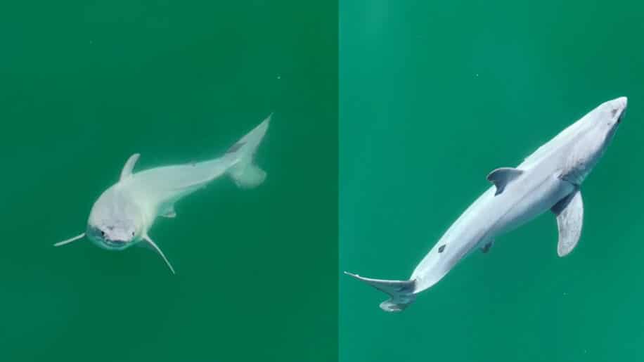 grand requin blanc nouveau ne