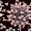nouveau variant cellules pulmonaire risque accru covid 19 couv