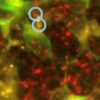 revitaliser mitochondrie lutte contre alzheimer couv