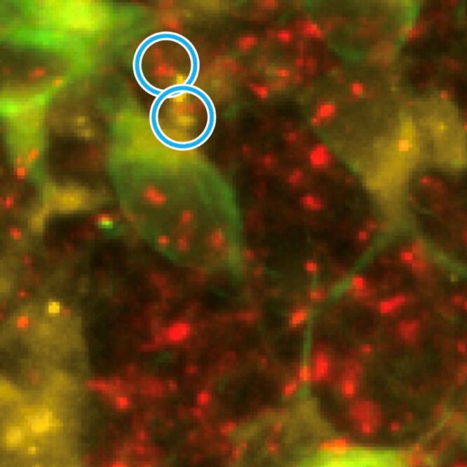 revitaliser mitochondrie lutte contre alzheimer couv