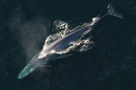ADN baleines bleues