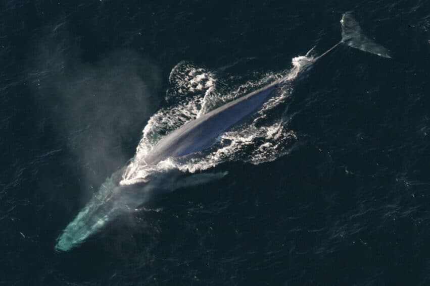 ADN baleines bleues