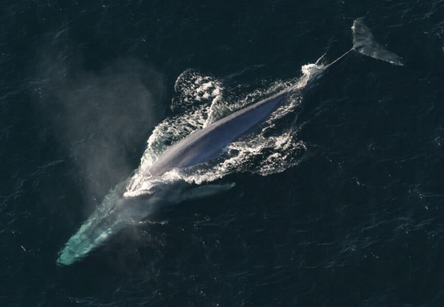 ADN baleines bleues