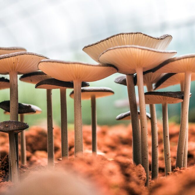 acoustique champignon ecosysteme