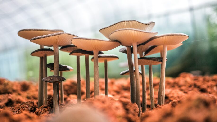 acoustique champignon ecosysteme