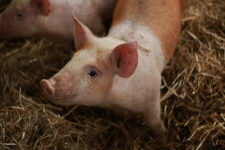 porcs crispr fda