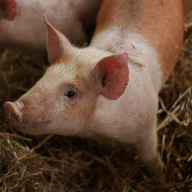 porcs crispr fda